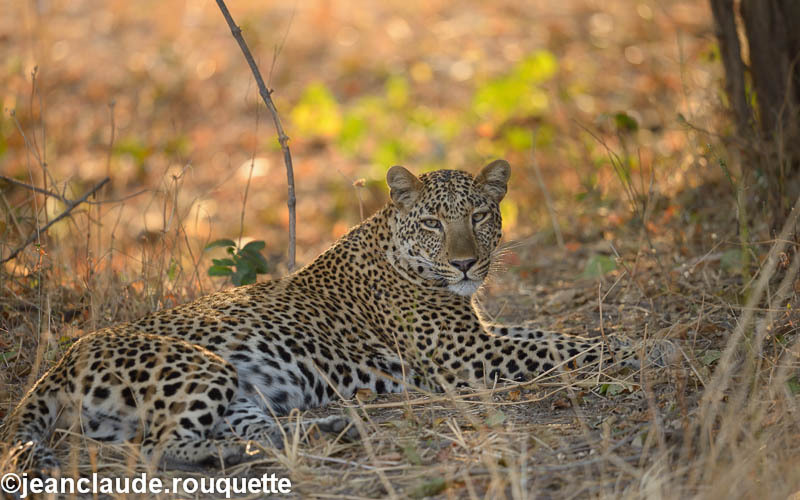 First leopard on the first day - South Luangwa 2014 (Zambia)