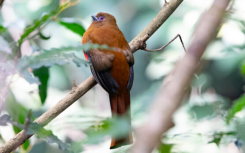 Red Headed Trogon female - Latpanchar