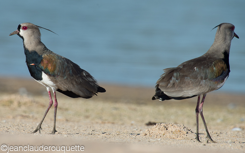 Southern lapwing - Pantanal Brazil 2015