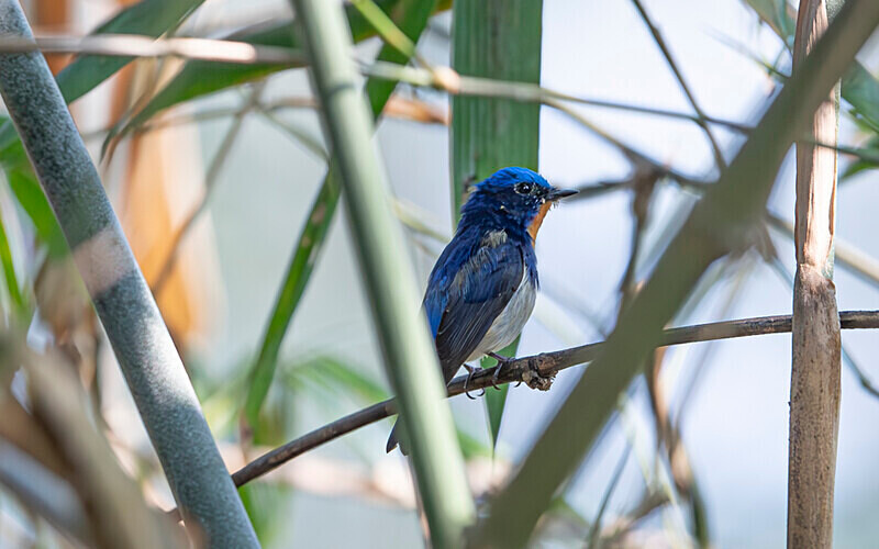 Sapphire Flycatcher - Latpanchar