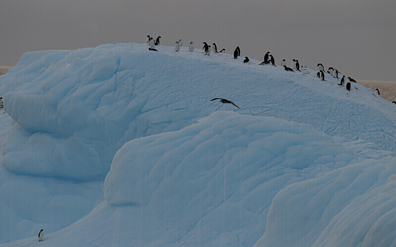  - Ushuaïa Malvinas South Georgia Antartica Peninsula