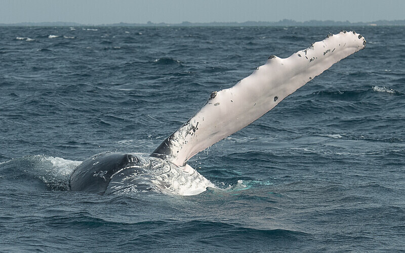 Humpback whale - Loango national park (Gabon 2024)