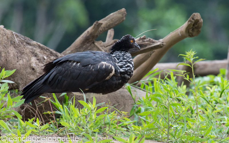 Horned Screamer - Manu national park (Peru 2015)