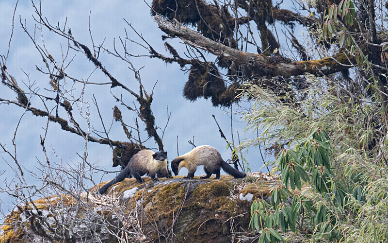 Yellow-throated Marten - Singalila National Park February 2025 North East India