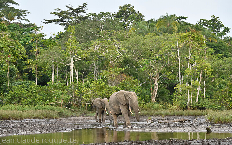 Lango stream - Odzala National Park (République du Congo (2019)