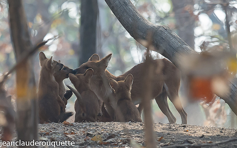 Dholes - Pench national park (India 2016)