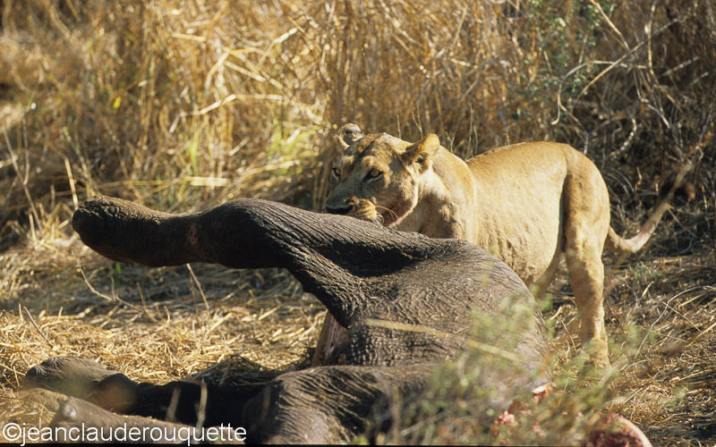 Lionness pulling elephant's carcass - Ruaha N.P. Tanzania 2007