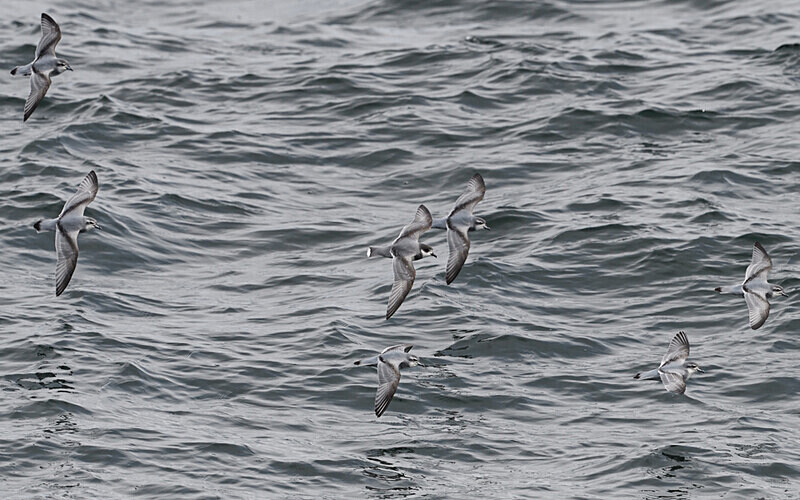 Slender-Billed Prion and Blue Petrel - Ushuaïa Malvinas South Georgia Antartica Peninsula