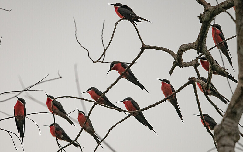Rosy bee-eaters - Loango national park (Gabon 2024)