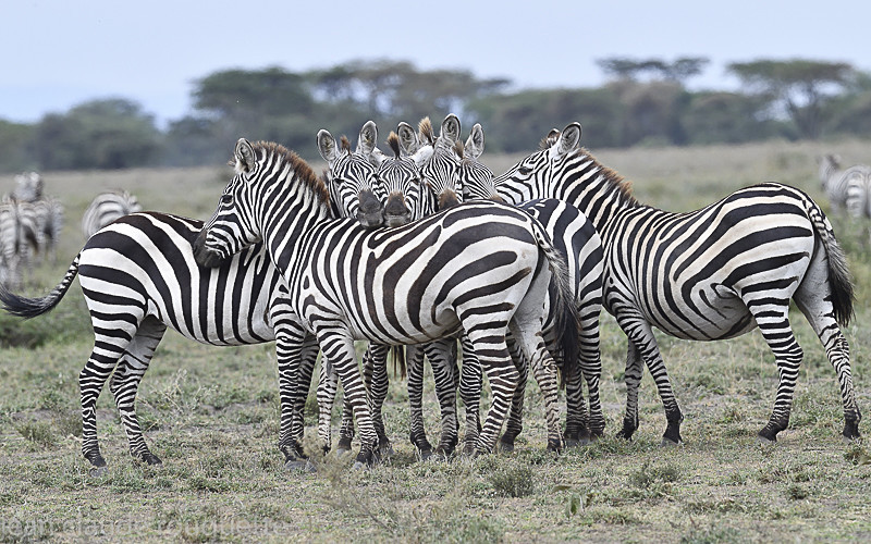  - Serengeti N.P. and N'Gorongoro Tanzania 2018