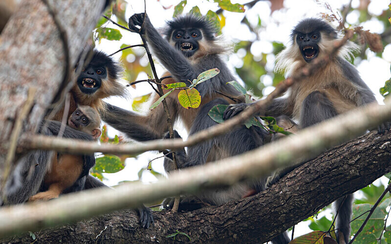Capped Langurs - Manas National Park North East India 2025