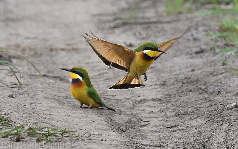 Blue-breasted bee-eater - Odzala National Park (République du Congo (2019)