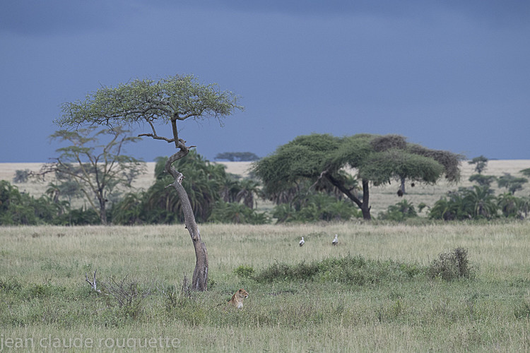  - Serengeti N.P. and N'Gorongoro Tanzania 2018