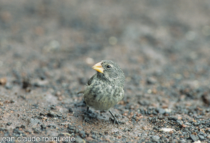 A medium ground Finch female - The Galapagos islands, Ecuador 2008