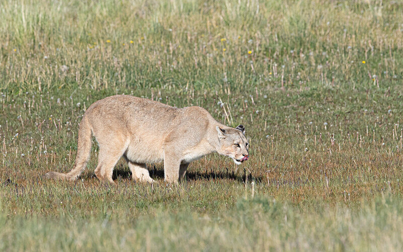 Male Puma - Patagonie Chilienne: Magellan Channel and Torres del Paine N.P.