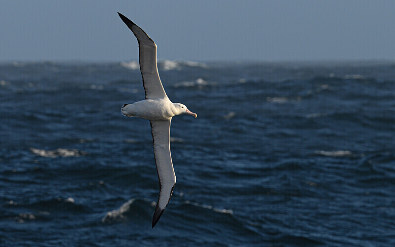 Albatros Errante - Ushuaïa Malvinas South Georgia Antartica Peninsula