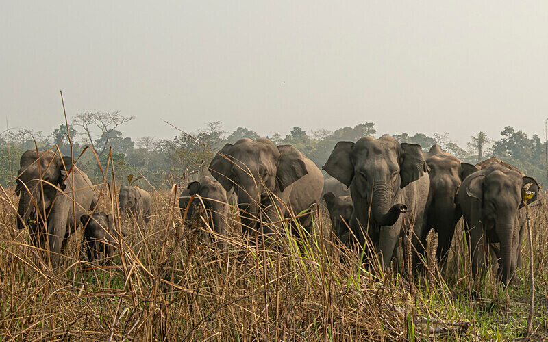 Charge of elephants - Manas National Park North East India 2025