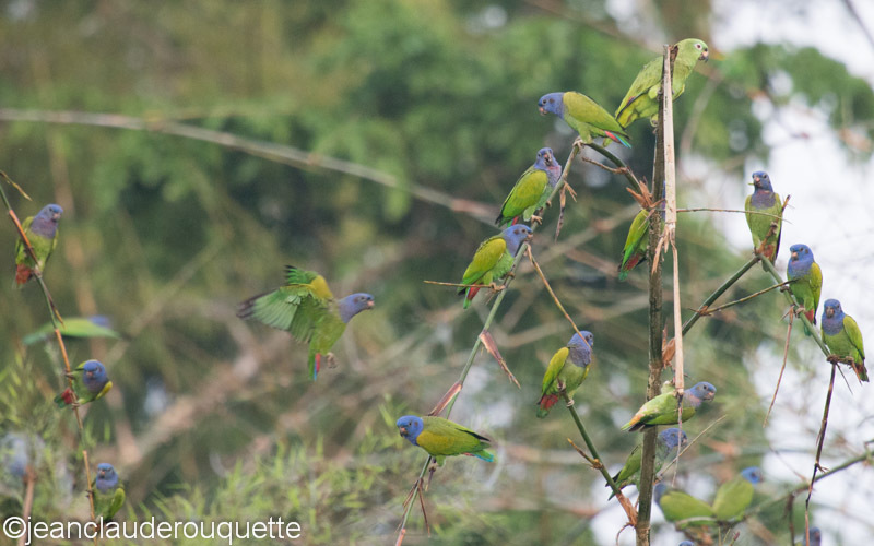 Blue-Headed Parrot - Manu national park (Peru 2015)
