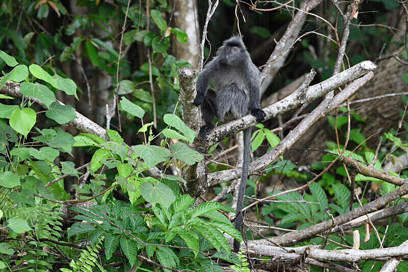 Silver leaf monkey - Sarawak (avril 2024) Borneo Malaisie
