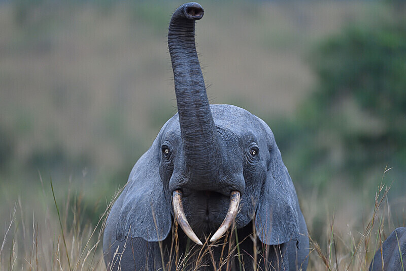  - Parc national de La Lope (Gabon 2024)