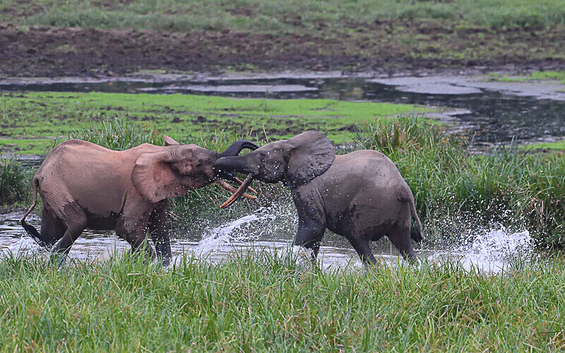  - Ivindo national park (Gabon 2024)