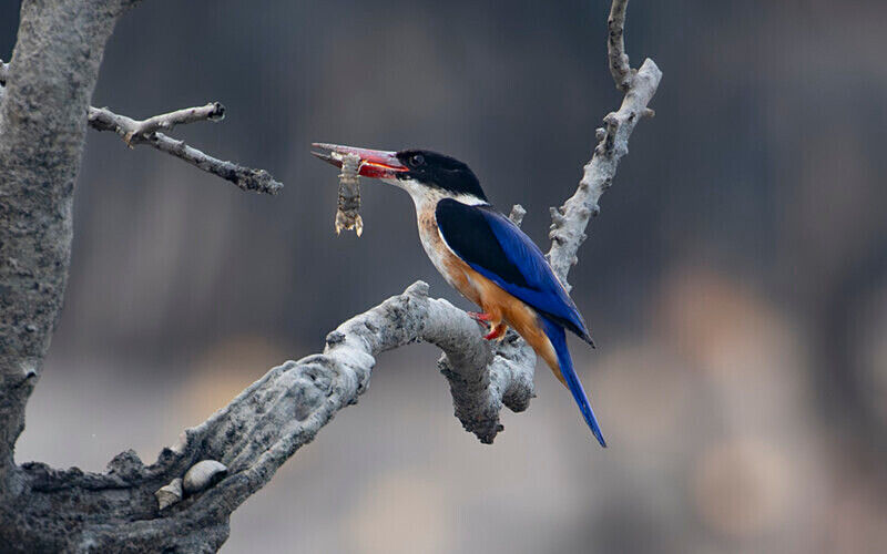 Black-capped Kingfisher - Sundarban National Park North East India February 2025