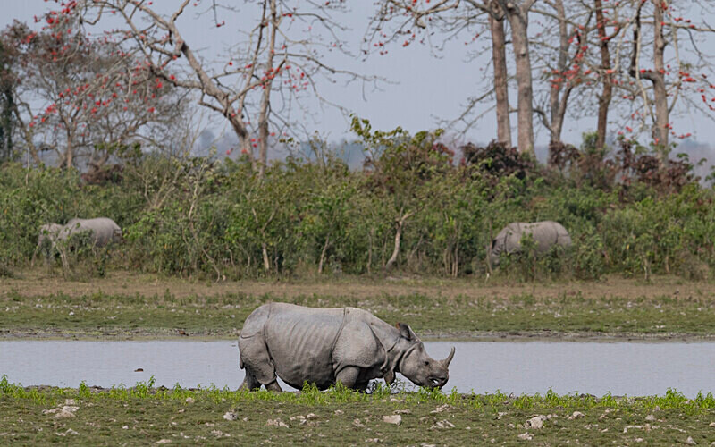 Rhino - Kaziranga National Park Noth East India 2025