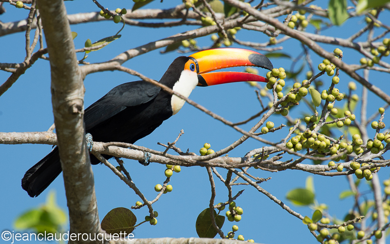 Toco toucan - Pantanal Brazil 2015