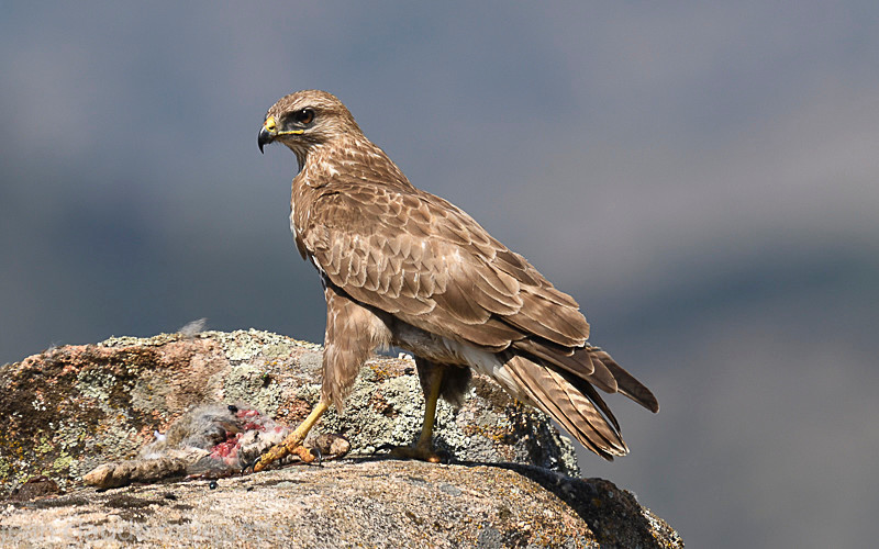  - Sierra de Andujar Andalucia (avril 2019)