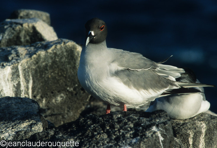 Swallow-tailed Gull (South Plaza) - The Galapagos islands, Ecuador 2008