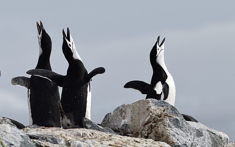  - Ushuaïa Malvinas South Georgia Antartica Peninsula
