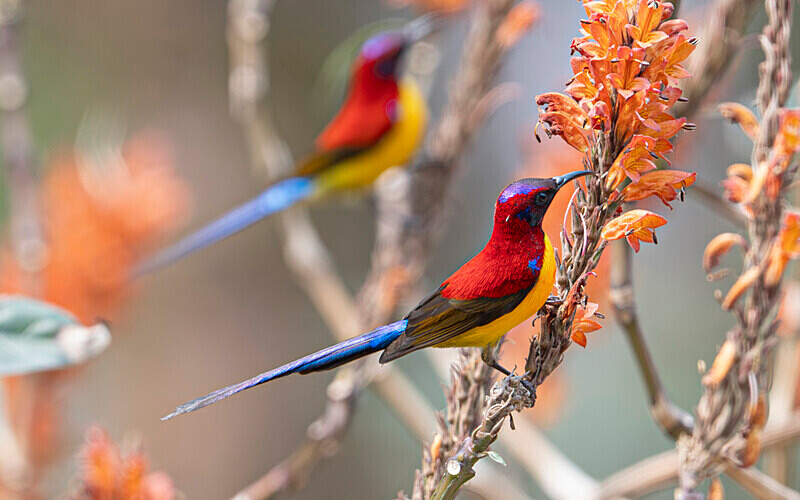 Mrs Gould's Sunbird - Latpanchar