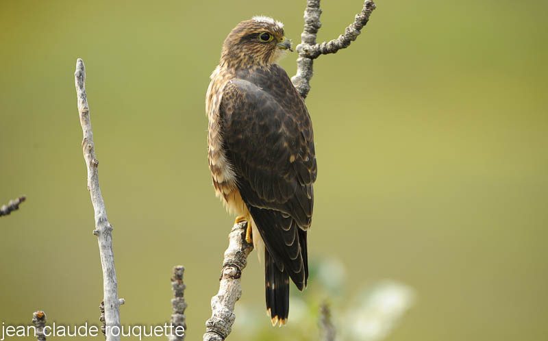 Pelgrin falcon. - Denali national park (Alaska 2010)