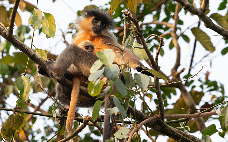 Capped Langur - Manas National Park North East India 2025