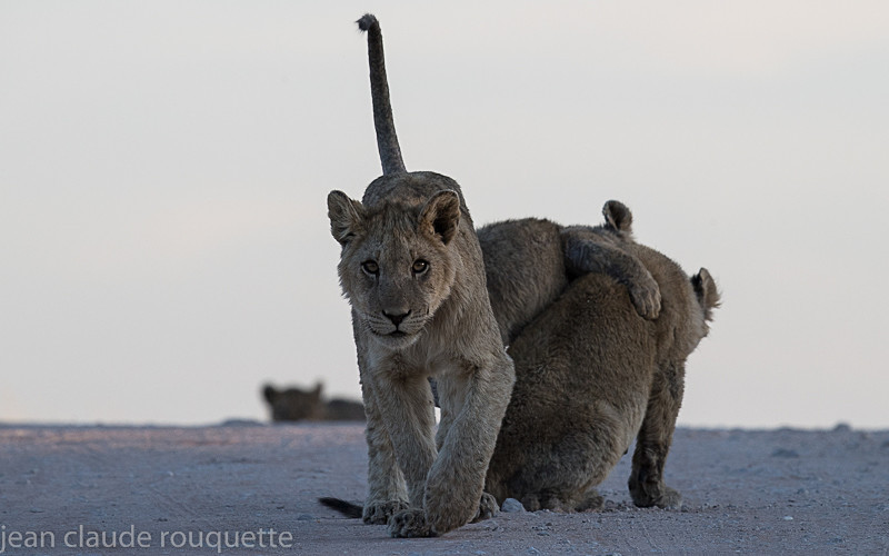  - Kgalagadi transfrontier park (2017)