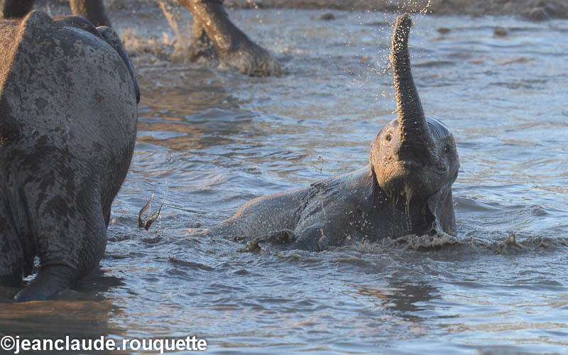  - Etosha N.P.(Namibia 2013)