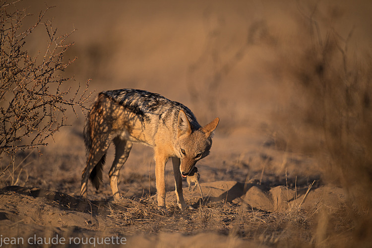  - Kgalagadi transfrontier park (2017)