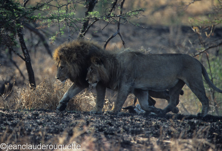 Two brothers - Serengeti N.P. and N'gorongoro Tanzania 1998, 2005 and 2006