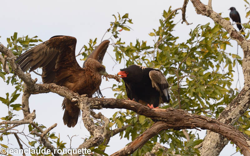 Batteleur eagle is feeding his chick - South Luangwa 2014 (Zambia)