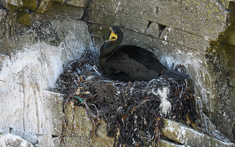 Cormoran Huppé - Shetlands and Cairngorn national park (Scotland)