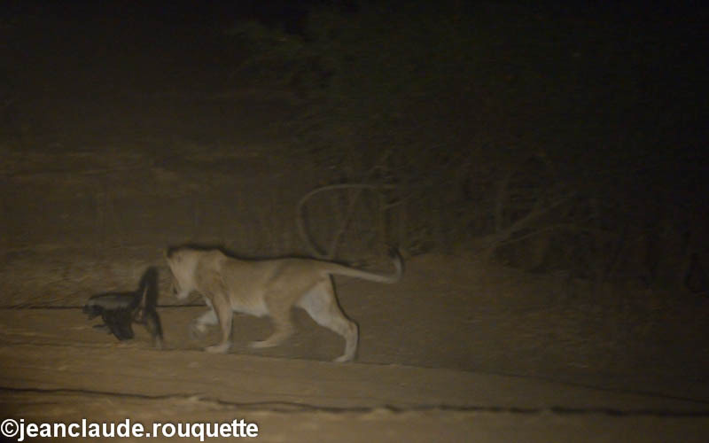  - South Luangwa 2014 (Zambia)