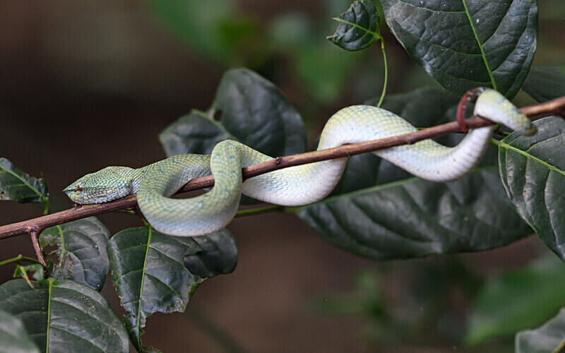 Pit Viper - Sarawak (avril 2024) Borneo Malaisie