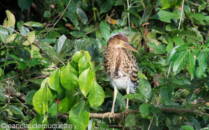 Rufescent Tiger-Heron juvenile - Manu national park (Peru 2015)