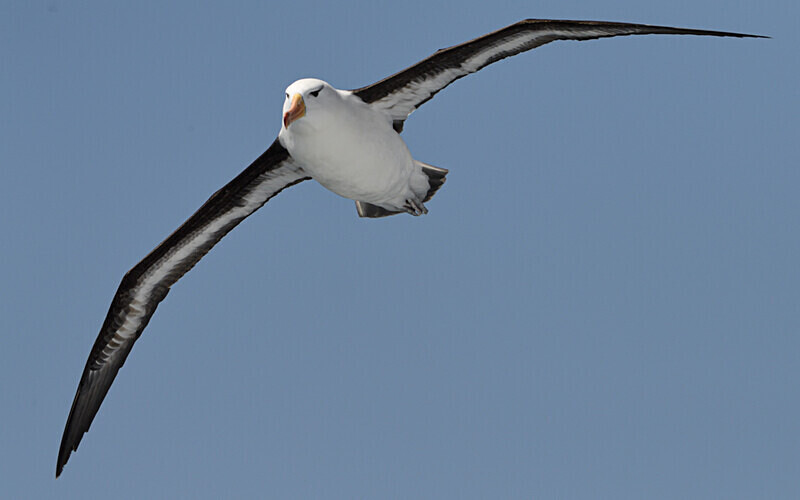 Black-browed Albatros - Ushuaïa Malvinas South Georgia Antartica Peninsula