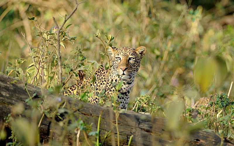  - Lake nakuru national park ( Kenya 2009)