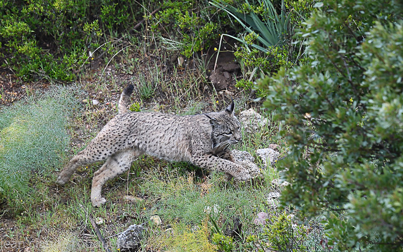  - Sierra de Andujar Andalucia (avril 2019)