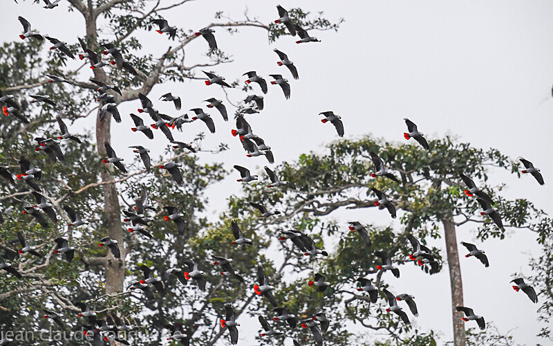  - Odzala National Park (République du Congo (2019)