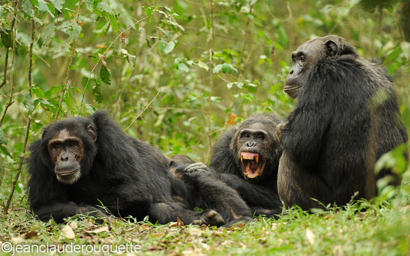 Three friends - Kibale N.P. Uganda 2012