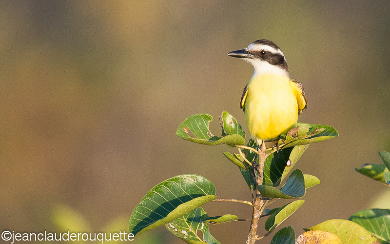 Great kiskadee - Pantanal Brazil 2015