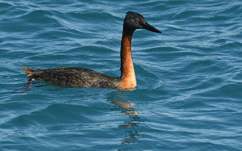 Great Grebe - Patagonie Chilienne: Magellan Channel and Torres del Paine N.P.